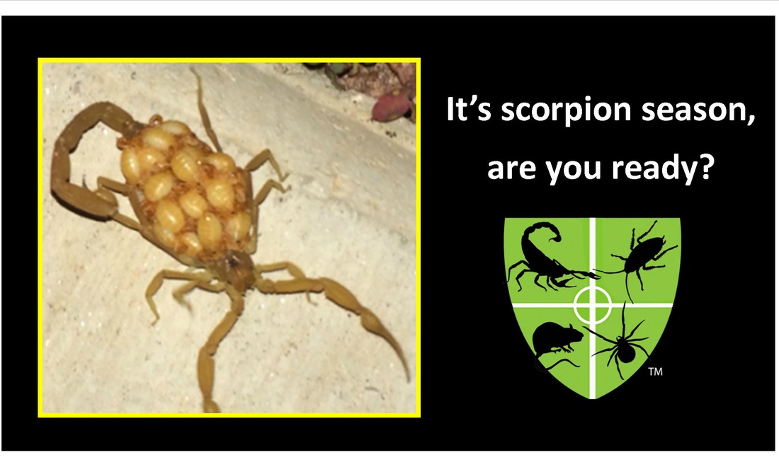 It's scorpion season, are you ready?